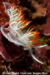 Flabellina babai shot aprox. 12m deep using a Canon EOS 3... by Joao Pedro Tojal Loia Soares Silva 